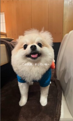 お店で食事するむぎくん⑩