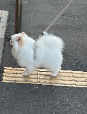 天くんのアップ