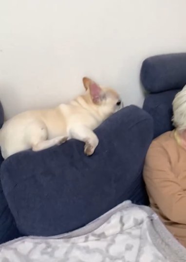 ソファのクッションの間に沈んでいくフレンチブルドッグ