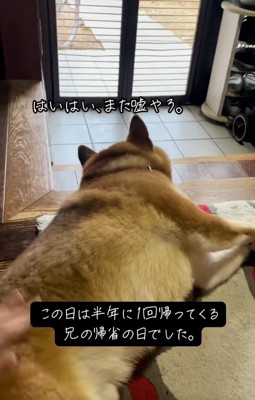 お兄ちゃんの帰省を信じていないごんちゃん