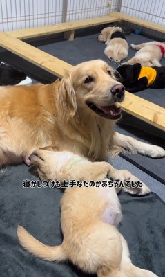 たのちゃんと赤ちゃん犬8