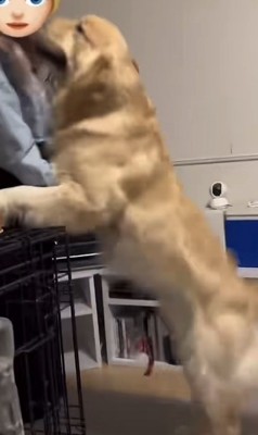 顔を舐めようとする犬