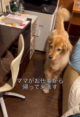 ゴールデンレトリバーのハルちゃん