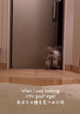 ドアの外へと出ていく犬