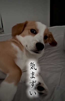 視線を逸らす犬