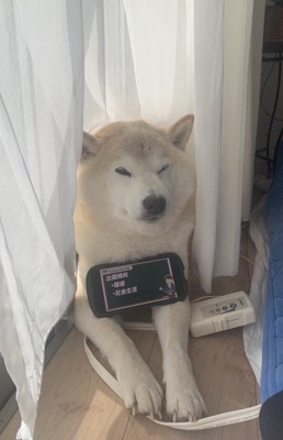 スマホ