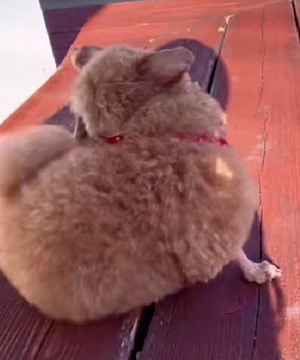 有名犬になってしまうかも♡