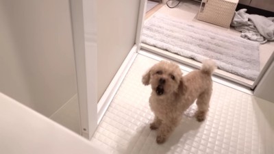 「おもちゃ返して!」