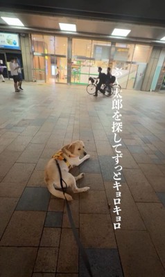 ママさんのお迎えに来たレオンくん2