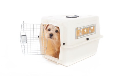 ケージに入るノーフォークテリア