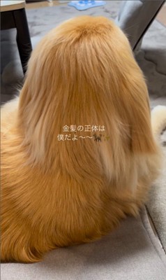 金髪サラサラヘアーのひなた君2