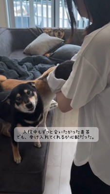 カメラを見つめる黒い犬