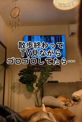 別の日もテレビを見ていたら…
