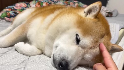 ツンツンすると…