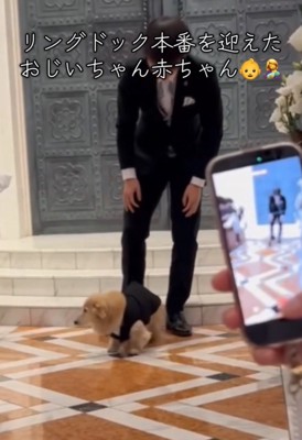 アタフタする犬2