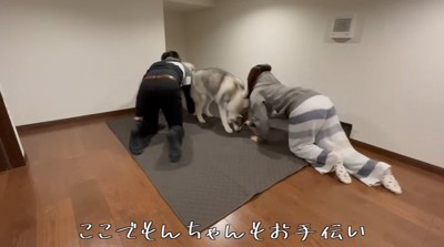 マットの上に乗る犬