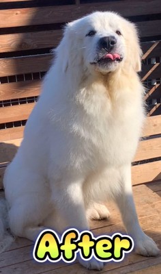 舌を出している超大型犬