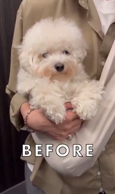 ジジくんのビフォーアフター2