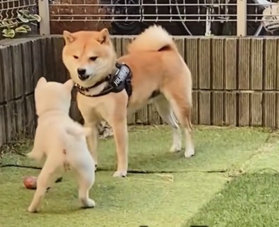 子犬に困惑する犬