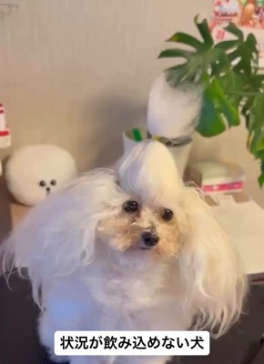 トイプードルの糸ちゃん