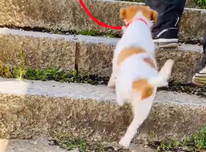 足を滑らせる子犬