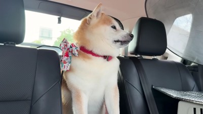 「ん？ここどこ？」