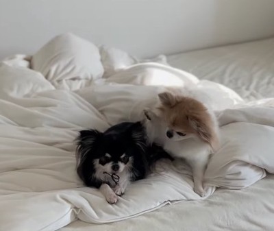 布団の上に2匹の小型犬