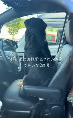 出て行った方を見るはくちゃん