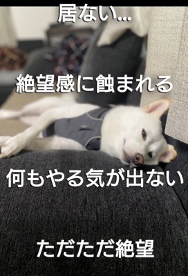 ソファに横たわる犬