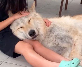 頭を撫でられて目を細める犬