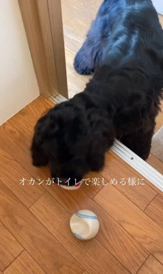 トイレにボールを持ってくるライラちゃん