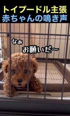ケージから出してと抗議するくぅちゃん5