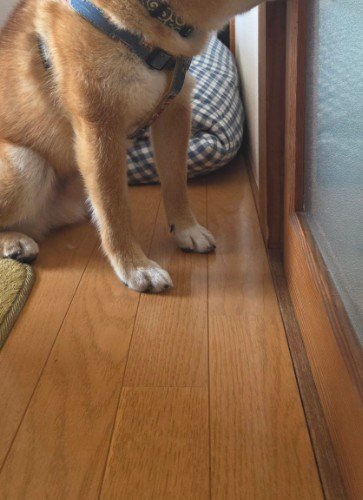 修理業者さんを呼んだ