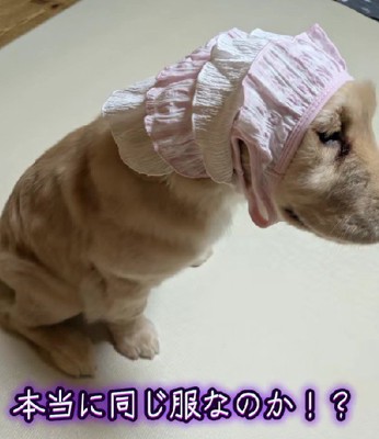 頭巾になってる…(笑)