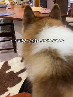 犬の後ろ姿2