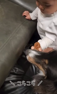 噛むをもつ赤ちゃんと犬