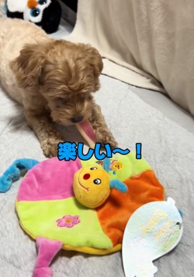 おもちゃで遊ぶ犬