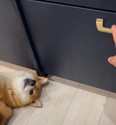 柴犬と引き出しに手をかける飼い主