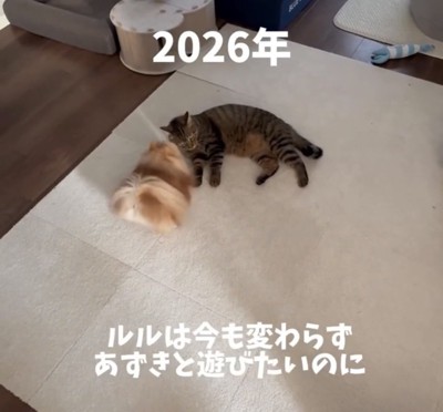 横になる猫へ近づく犬