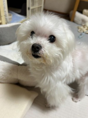 「ご褒美ちょうだい」とアピール中