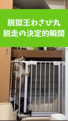 ケージから顔出ようとする柴犬