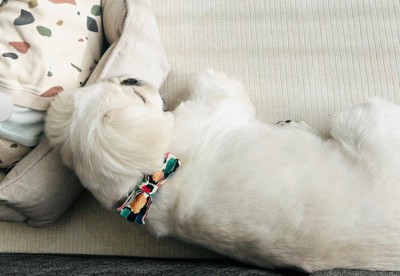 男の子とお昼寝するわんこ