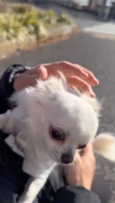 男性に抱き上げられる犬