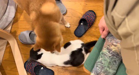 猫に顔を近づける犬