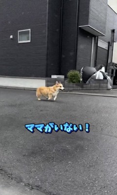 ドドドドッ
