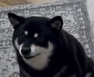 カメラを見る犬