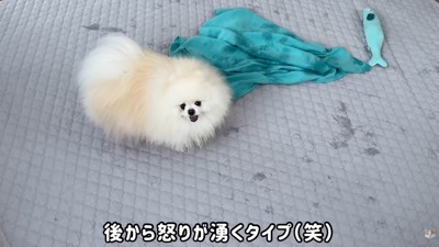 お風呂上がりに不満爆発!