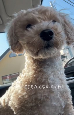 前方を見る犬