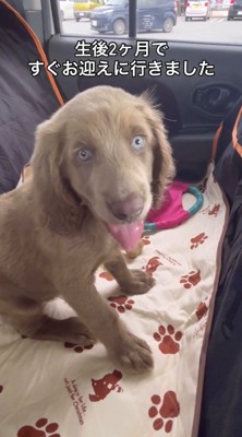 車の座席に座る子犬