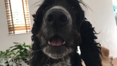 サイレンが鳴った時のルークくん⑩